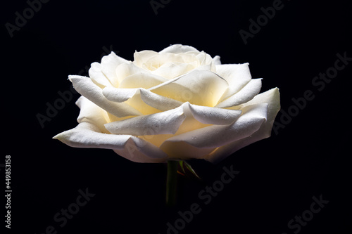 Fototapeta Naklejka Na Ścianę i Meble -  Beautiful big white rose
