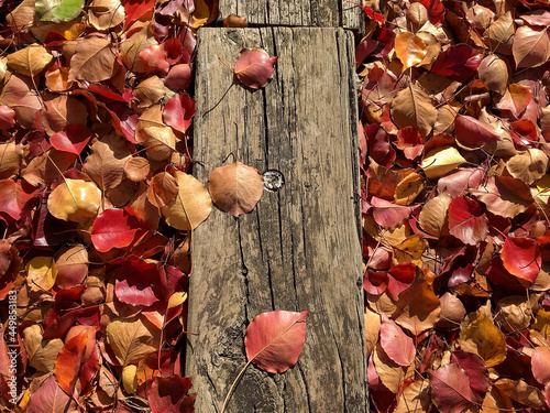 autumn leaves and some wood on the ground