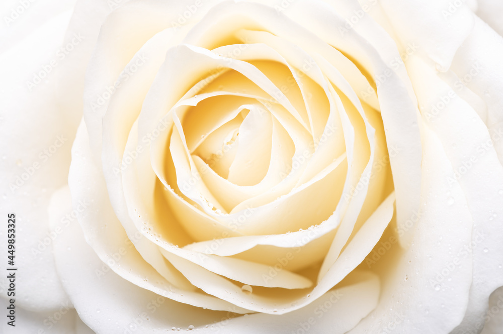 Beautiful big white rose Beautiful big white rose