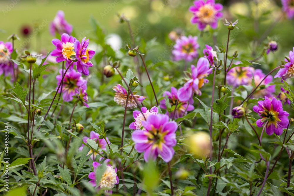 Obraz premium Bright red pink and purple dahlia's blooming in the dutch flower garden in summer, close up and macro