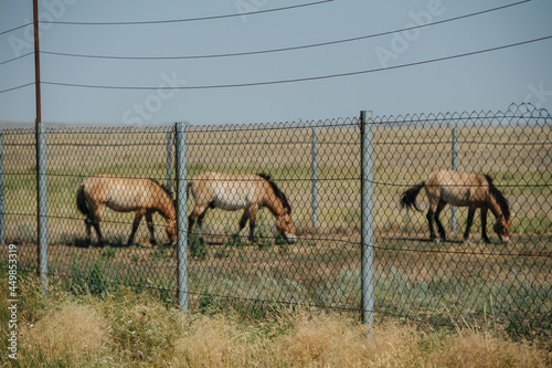 Fototapet Paddock with small wild horses of ancient undomesticated lineage pasturing
