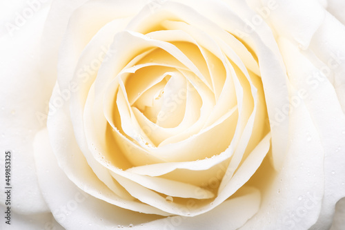 Beautiful big white rose