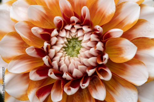 Bright orange dahlia's blooming in the dutch flower garden in summer, close up and macro