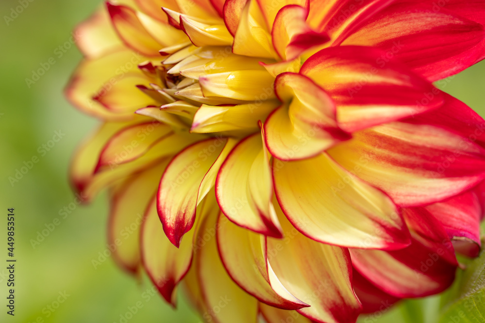 Bright orange dahlia's blooming in the dutch flower garden in summer, close up and macro