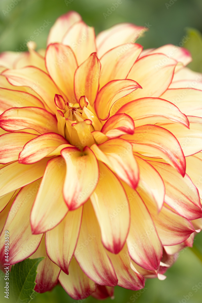 Fototapeta premium Bright orange dahlia's blooming in the dutch flower garden in summer, close up and macro