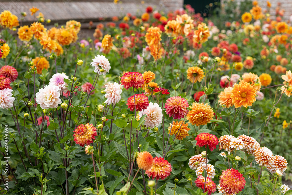 Big variety of different sorts of dahlia's in the dutch colourful summer garden