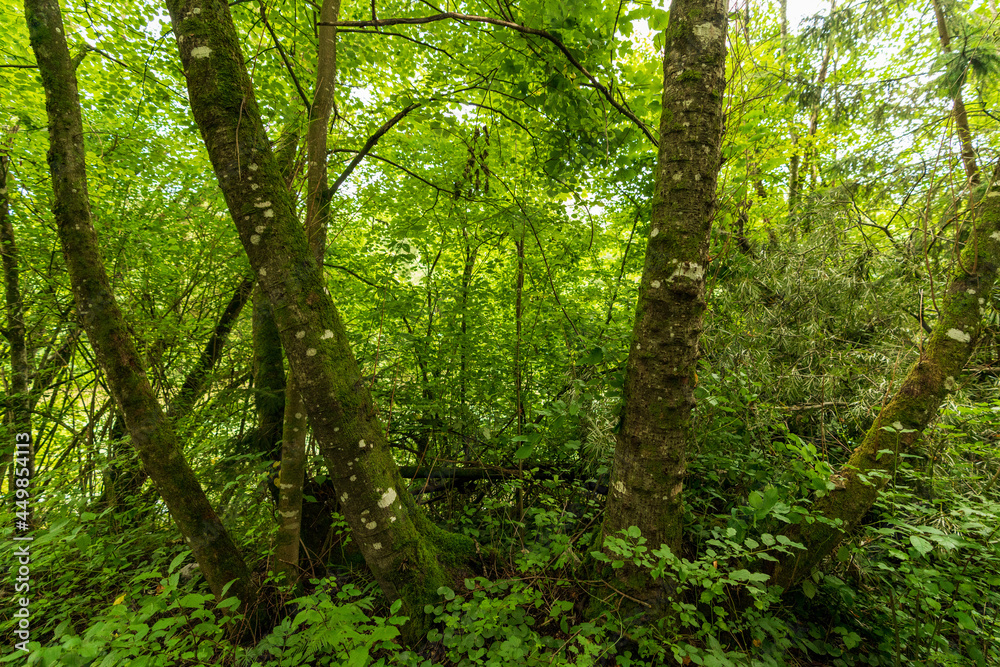 Wald mit Buchen