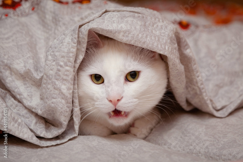 white cat lies under the blanket