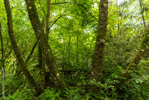 Wald mit Buchen