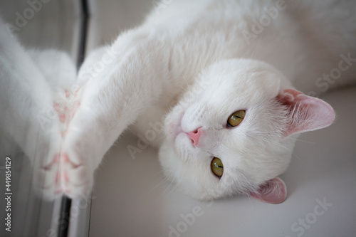 a white cat with green eyes lies on the windowsill and is reflected in the window