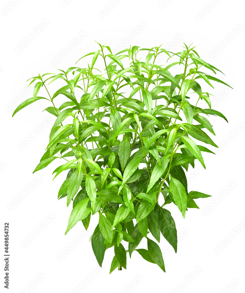 Andrographis paniculata or green chiretta plant isolated on white background Andrographis paniculata or green chiretta plant isolated on white background