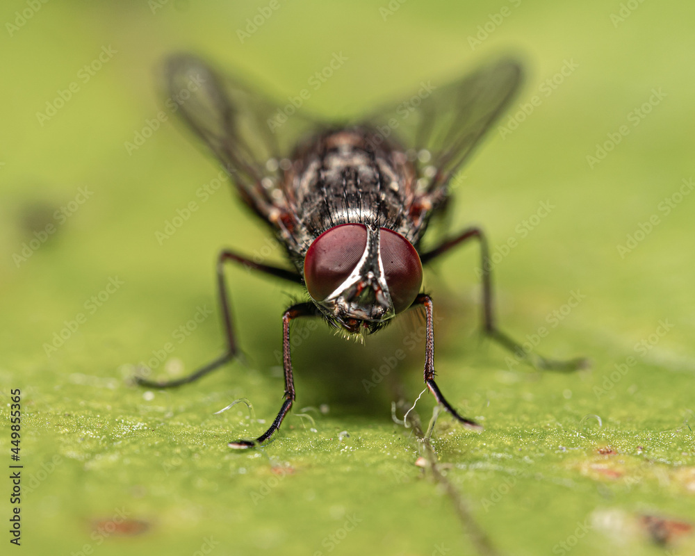 Macro shot of an insect Macro shot of an insect