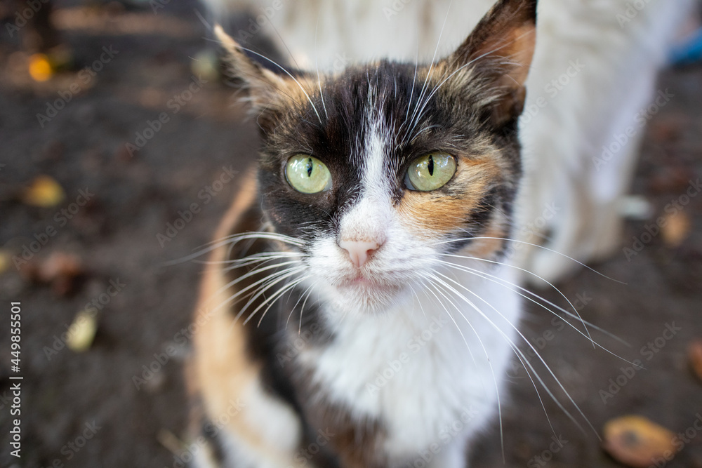 portrait of a cat portrait of a cat