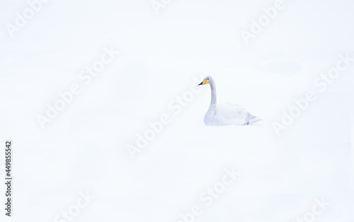 Whooper swan © Joonas