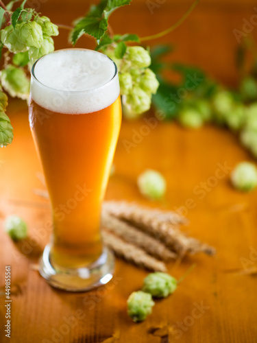 A glass of light beer and a branch of green wild hops on a wooden table