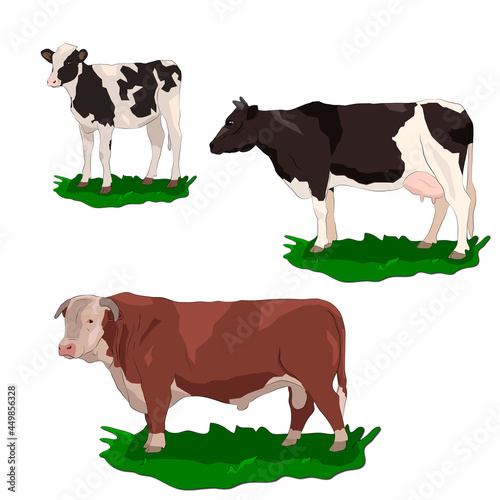 bull_cow_calf