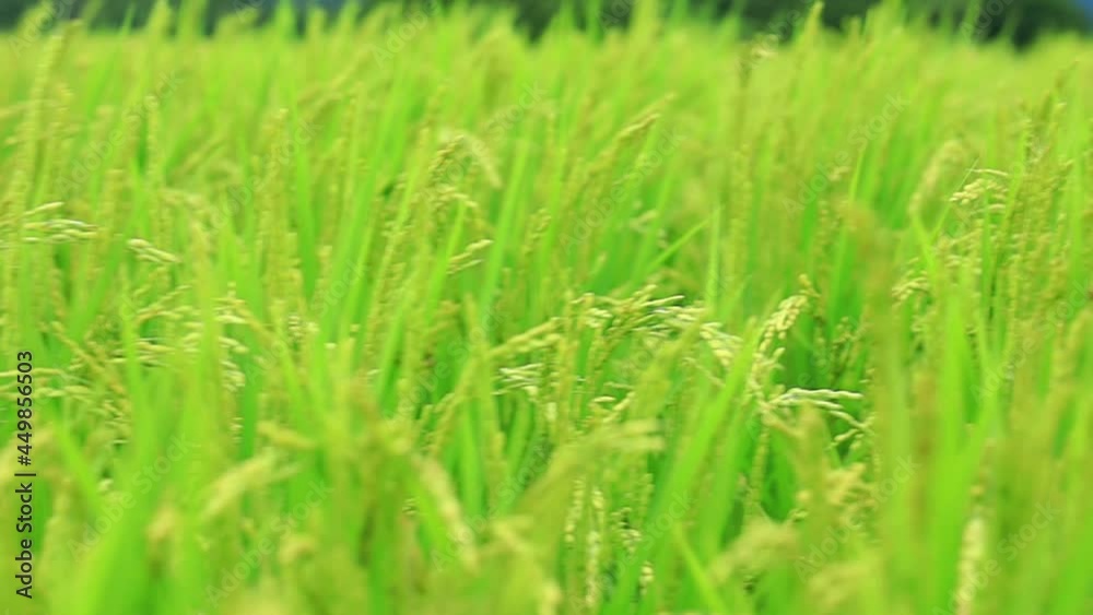 風に揺れる稲穂 スロー 風に揺れる稲穂 スロー
