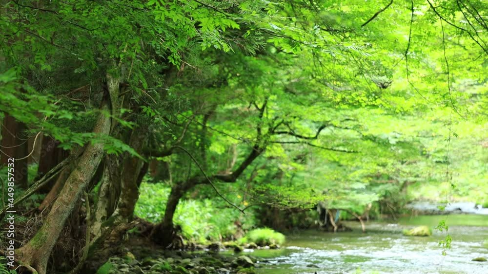 夏の森林と清流 夏の森林と清流