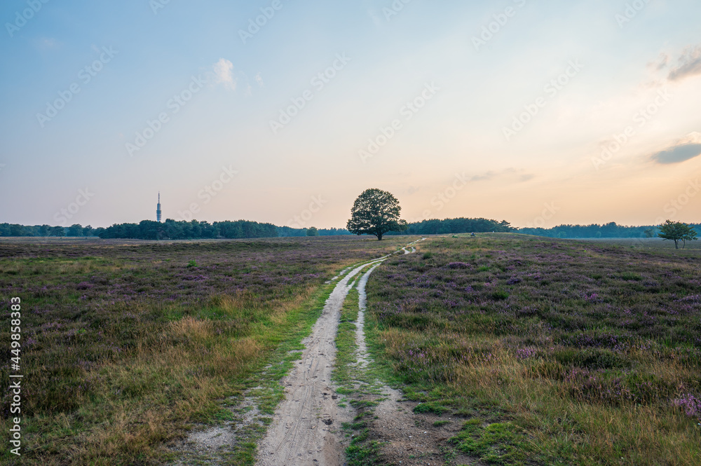 Beautiful Golden light during Golden hour in the summer over a field with Heather at Bussumerheide, stock photo, Bussum, Noord-Holland, The Netherlands