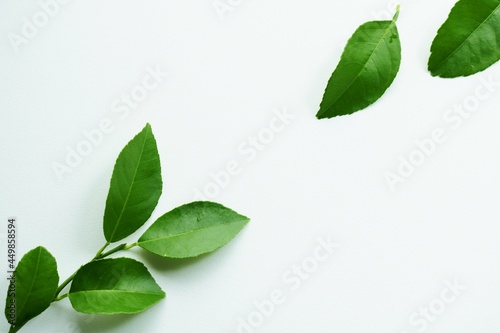 緑の葉 癒し 背景 イメージ