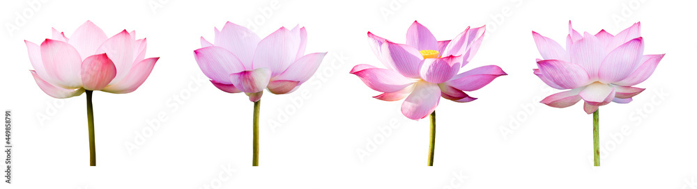 Lotus flower collections isolated on white background. File contains with clipping path so easy to work.