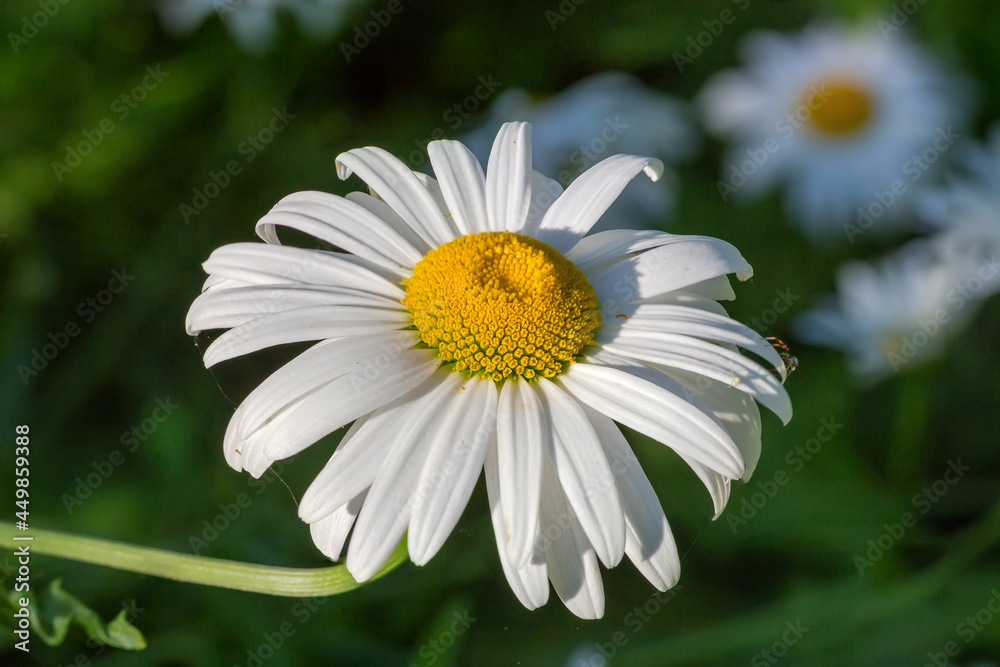 Oxeye daisy flower close-up on a dark background Oxeye daisy flower close-up on a dark background