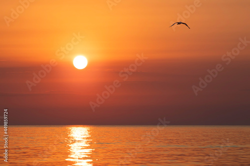 Sunrise on the sea with a seagull. Morning sun above the black sea. © SlavoArtist