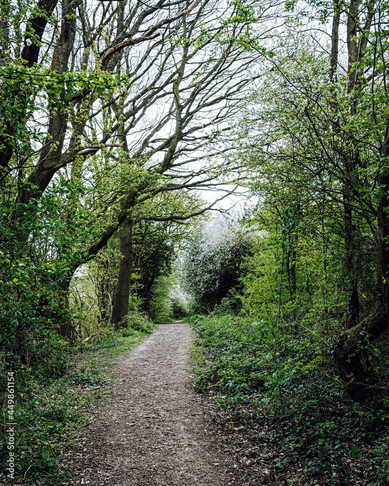 Old path in the woods