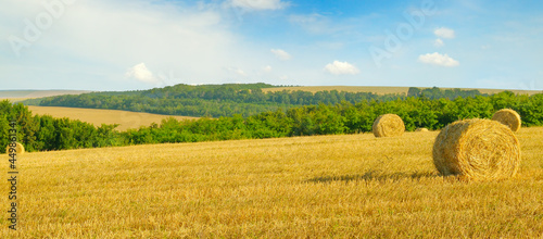 Wheat field with straw bales and sky. Wide photo.