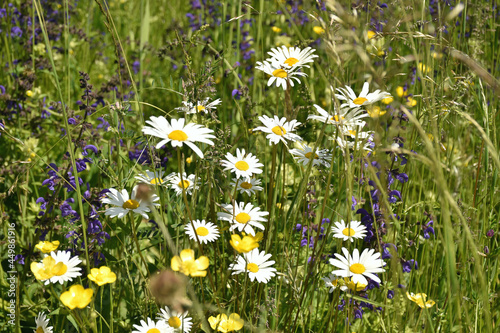 Natürliche Blumenwiese - Margerite, Wiesen-Salbei und Butterblumen