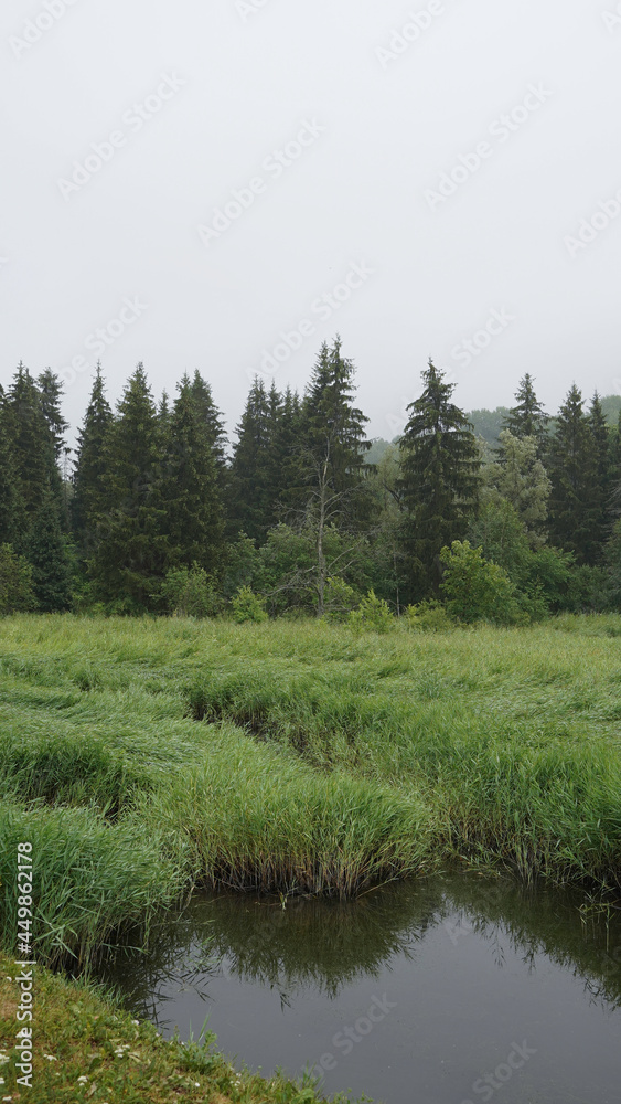 Fototapeta premium lake in the forest