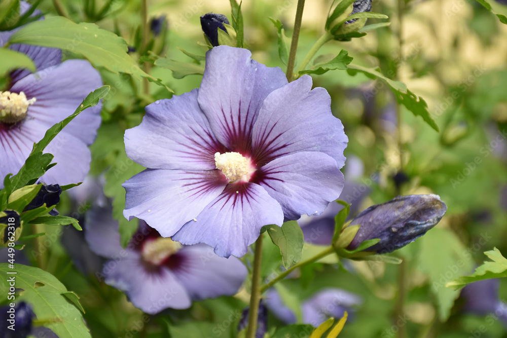 Garteneibisch Blue Bird Hibiskus Stock Photo Adobe Stock