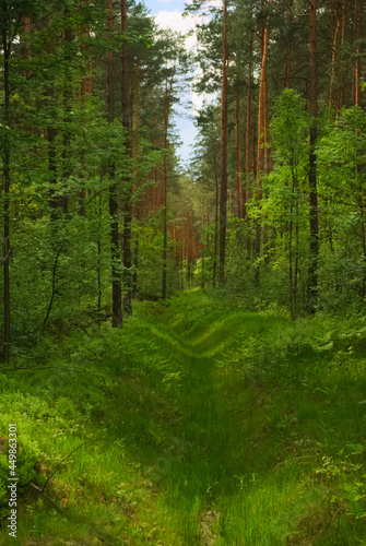 footpath in the woods © Daniel Paweł