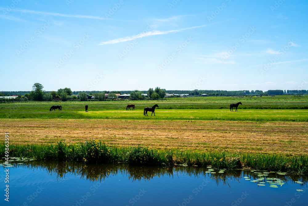 Meadow with horses in the Netherlands
