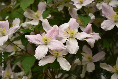 Waldrebe - Clematis mit rosa Bl  te