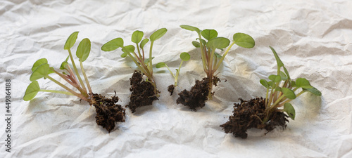 Separated shoots of Saintpaulia from the mother leaf