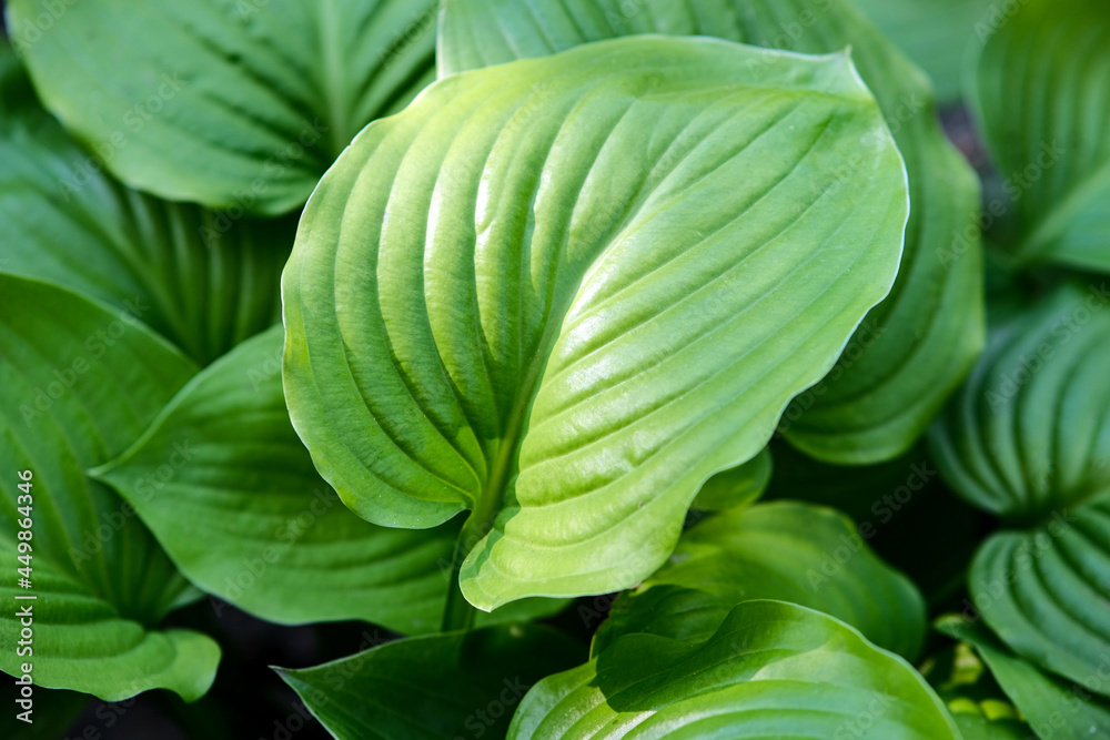 Obraz premium Background from large leaves. Ornamental plant in the garden. Green wavy leaves.