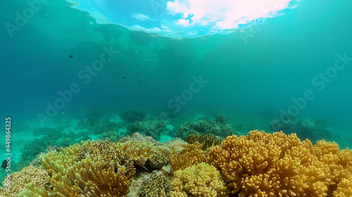 Coral reef underwater with fishes and marine life. Coral reef and tropical fish. Philippines. © Alex Traveler