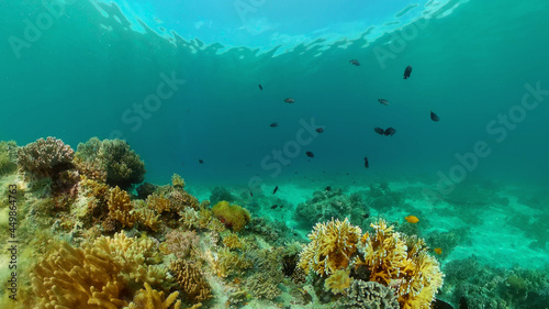 Fototapeta Naklejka Na Ścianę i Meble -  Blue Sea Water and Tropical Fish. Tropical underwater sea fish. Philippines.