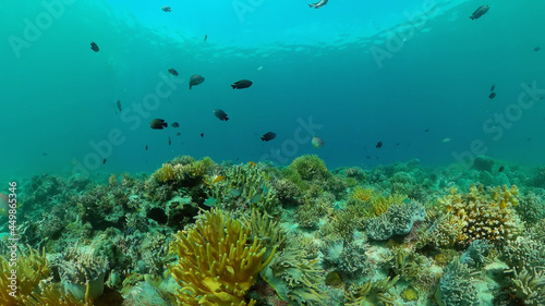 Coral reef underwater with tropical fish. Hard and soft corals  underwater landscape. Travel vacation concept. Philippines.