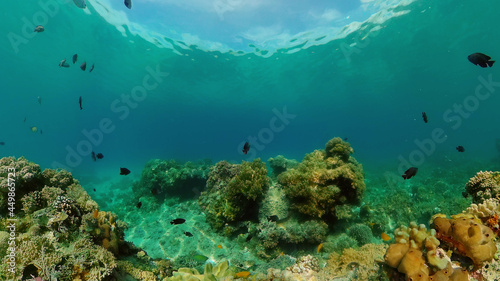 Marine scuba diving. Underwater colorful tropical coral reef seascape. Philippines.