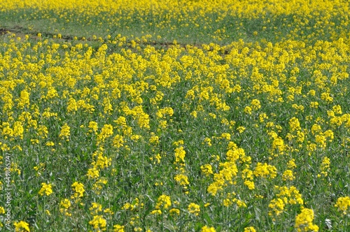 A rape field in Brittany