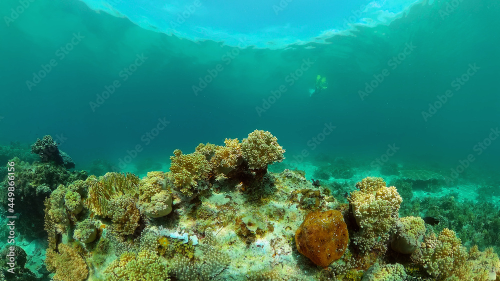 Tropical coral reef and fishes underwater. Tropical fishes and coral reef underwater. . Travel vacation concept. Philippines.