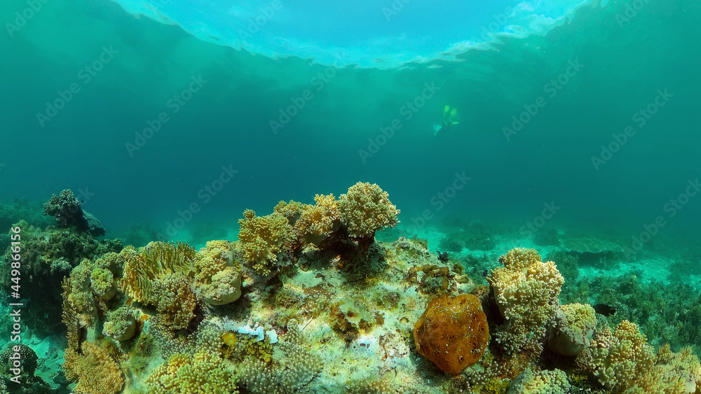 Fototapeta premium Tropical coral reef and fishes underwater. Tropical fishes and coral reef underwater. . Travel vacation concept. Philippines.