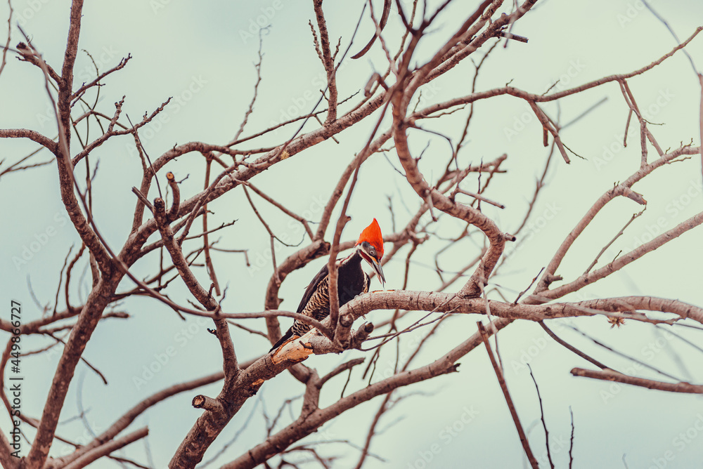 Red head woodpecker hunting food in a tree with dry branches Red head woodpecker hunting food in a tree with dry branches