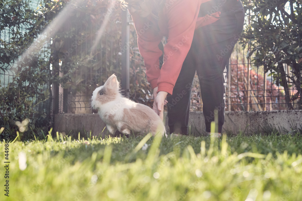 Fototapeta premium Coniglio che salta in giardino