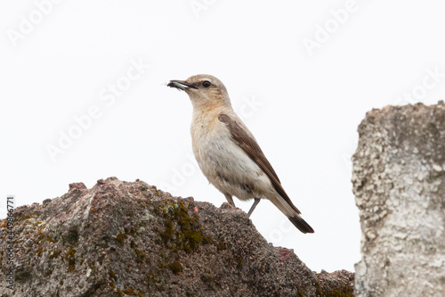 Northern wheatear sits on a stone and holds prey in its beak