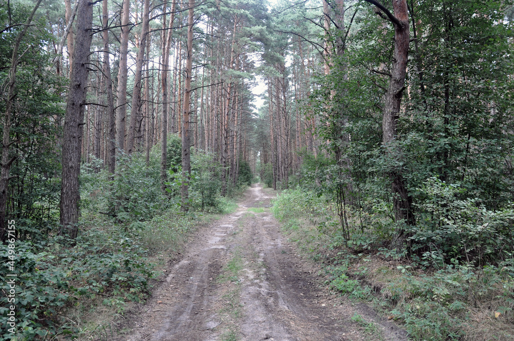 Fototapeta premium Pine forest on a summer sunny day.