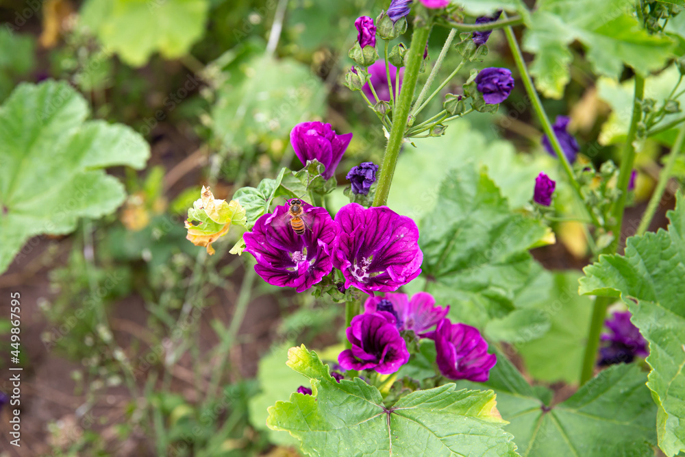 Malva sylvestris, common mallow agricultural field, purple flowers growing in summer outdoors. Malva sylvestris, common mallow agricultural field, purple flowers growing in summer outdoors.