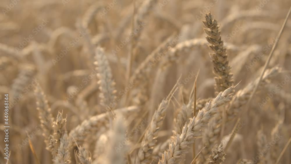Tracking Shot Through Wheat During Golden Hour Tracking Shot Through Wheat During Golden Hour